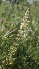 Reseda alba