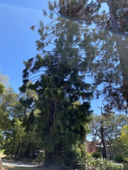 Araucaria