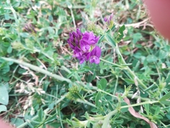 Medicago sativa