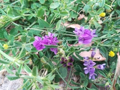 Medicago sativa