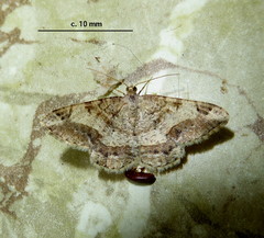 Chiasmia interrupta