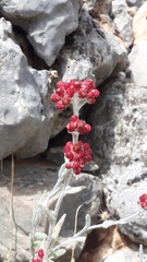 Helichrysum sanguineum