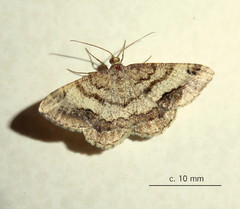 Chiasmia interrupta