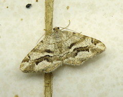 Chiasmia interrupta
