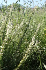 Reseda alba