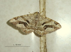 Chiasmia interrupta