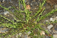 Sisymbrium runcinatum