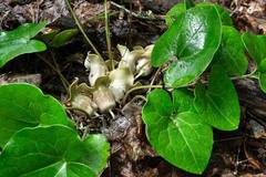 Hexastylis shuttleworthii