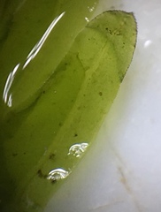 Fissidens dubius