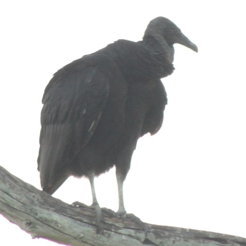 Coragyps atratus image