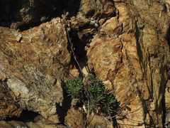 Alyssoides utriculata