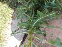 Lactuca serriola