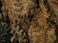 Alyssoides utriculata