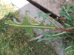 Lactuca serriola