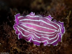 Prostheceraeus roseus