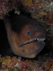 Gymnothorax unicolor