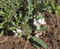 Astragalus parryi