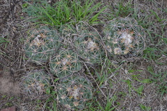 Coryphantha pycnacantha