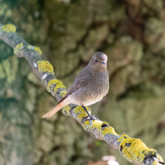 Phoenicurus ochruros