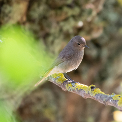Phoenicurus ochruros