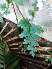 Selaginella willdenowii