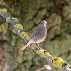 Phoenicurus ochruros