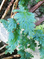 Selaginella willdenowii