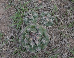 Coryphantha pycnacantha