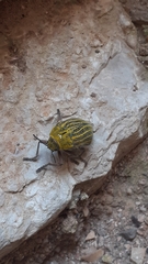 Julodis andreae