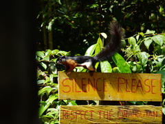 Callosciurus prevostii