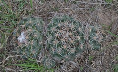 Coryphantha pycnacantha