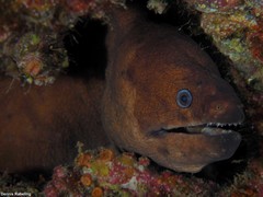 Gymnothorax unicolor