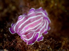 Prostheceraeus roseus