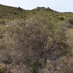 Launaea arborescens