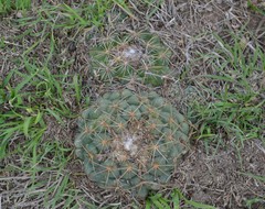 Coryphantha pycnacantha