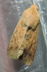 Australothis rubrescens