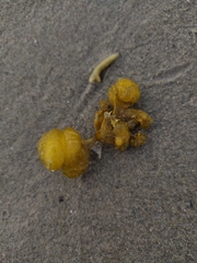 Ectocarpales