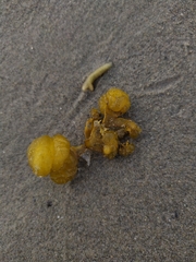 Ectocarpales