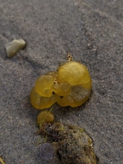 Ectocarpales