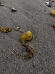 Ectocarpales