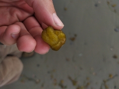 Ectocarpales