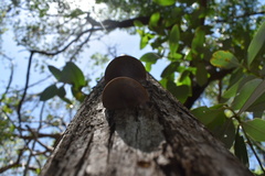 Daedaleopsis confragosa confragosa