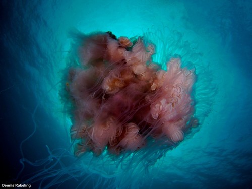 photo of Big Pink Jelly (Drymonema dalmatinum)