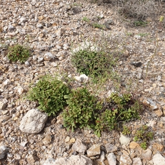 Limonium carthaginense