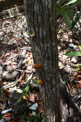 Daedaleopsis confragosa confragosa