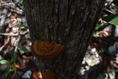 Daedaleopsis confragosa confragosa