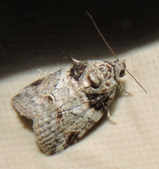 Garella vallata