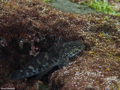 Mauligobius maderensis