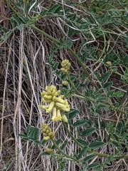 Astragalus collinus