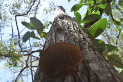 Daedaleopsis confragosa confragosa